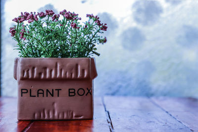 Close-up of potted plant on table