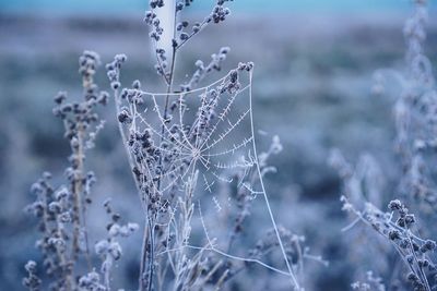 Close-up of frozen water drops on spider web