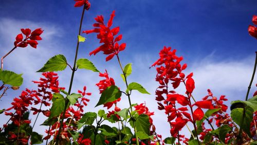 Low angle view of red flowering plants against sky