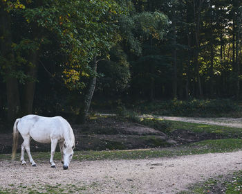 Horse standing in a field