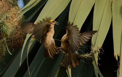 Close-up of birds flying