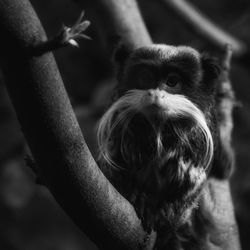 Portrait of emperor tamarin sitting on tree