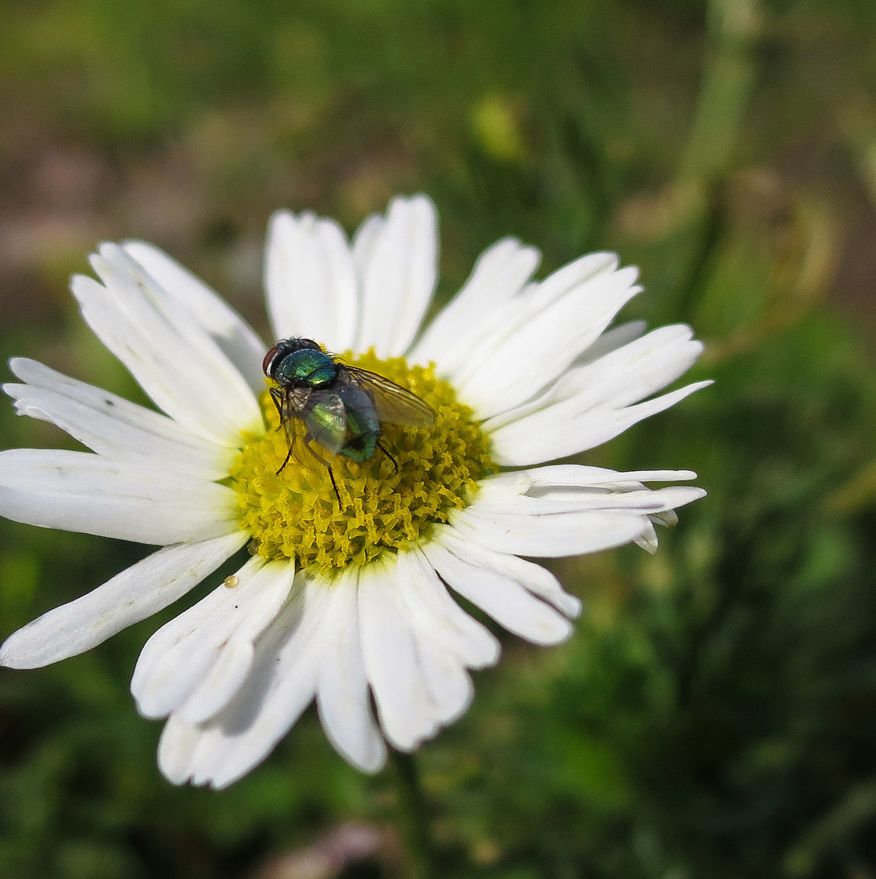 flower, animal themes, insect, animals in the wild, one animal, wildlife, petal, freshness, fragility, flower head, pollination, white color, bee, beauty in nature, pollen, close-up, focus on foreground, growth, nature, symbiotic relationship