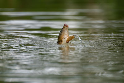 Duck swimming in lake