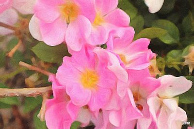 Close-up of pink flower