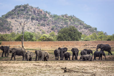 Elephant family against sky