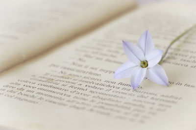 Close-up of white flower on book