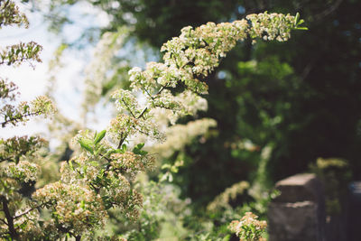 Close-up of flower tree