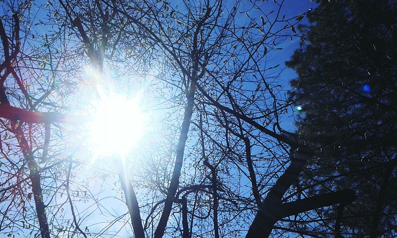 low angle view, sun, tree, sunbeam, sunlight, lens flare, bare tree, blue, branch, sky, silhouette, bright, clear sky, nature, tranquility, beauty in nature, sunny, back lit, day, outdoors