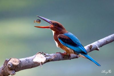 Close-up of birds