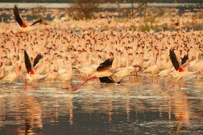 Flock of birds in lake