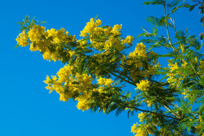 Low angle view of tree against blue sky