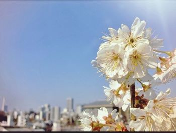 Close-up of white flowers