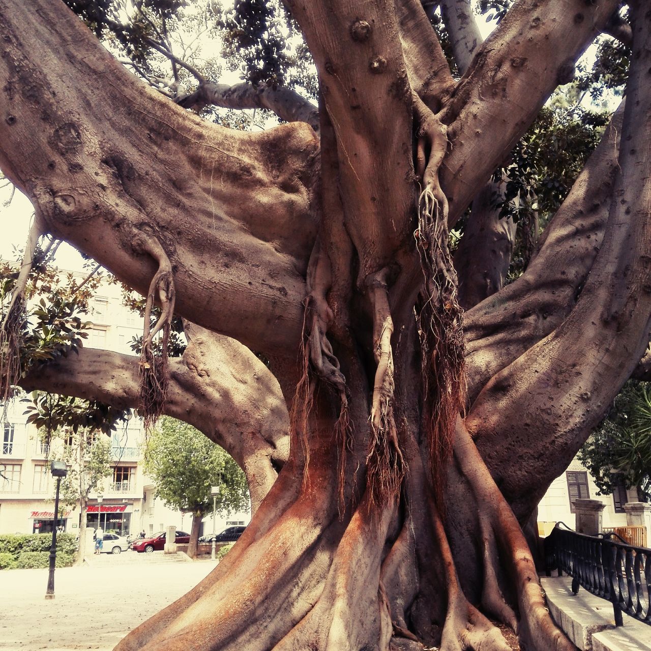 LOW ANGLE VIEW OF TREES