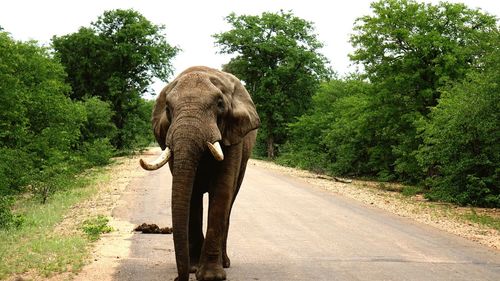 Elephant in kruger national park