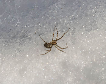 Close-up of spider on web