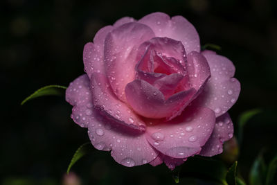 Close-up of wet rose in rainy season