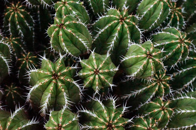 Full frame shot of succulent plant