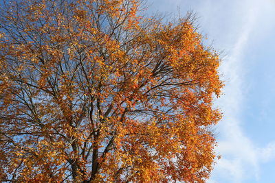 Low angle view of tree against sky during autumn