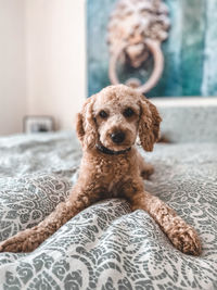Portrait of dog relaxing on bed at home
