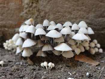 Close-up of mushrooms growing on field