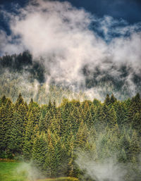 Scenic view of trees on field against sky