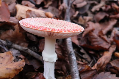 Close-up of fly agaric mushroom on field