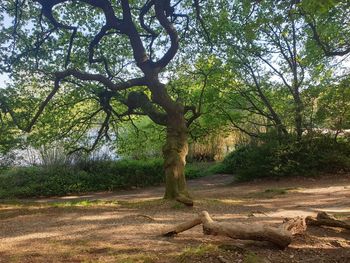 Trees on field in forest