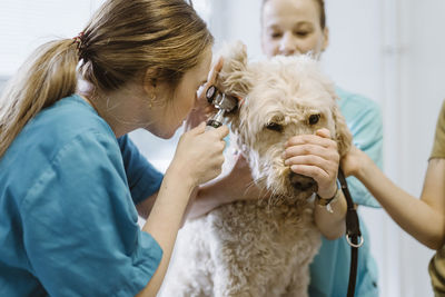 Female vet checking ear of labradoddle during routine checkup in veterinary clinic