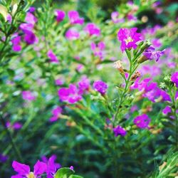 Close-up of pink flowers