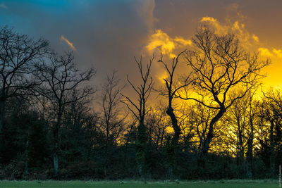 Bare trees on field against sky during sunset