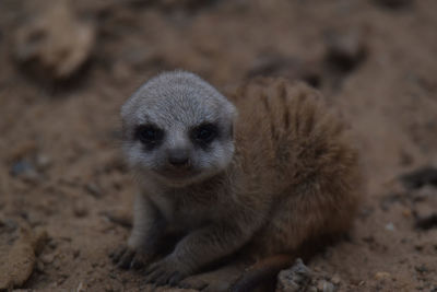 Close-up portrait of a rabbit