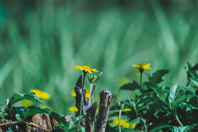 Close-up of yellow flowering plant