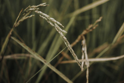 Close-up of crops on field