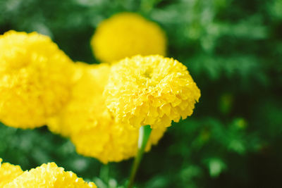 Close-up of yellow flower blooming outdoors