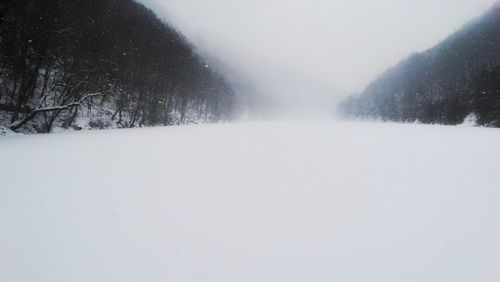 Snow covered trees