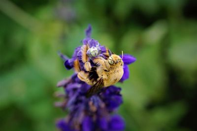 Close-up of bee collecting nactar from  purple flower