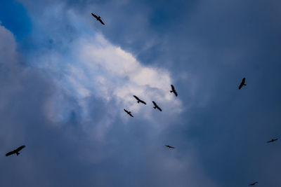 Low angle view of birds flying in sky