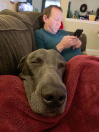 domestic animals