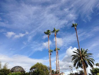 Low angle view of coconut palm trees against sky