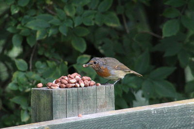 Robin eating nuts