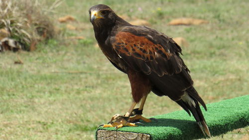 Close-up of a bird on field