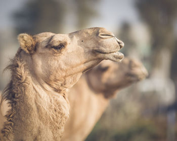 Close-up of camels looking away