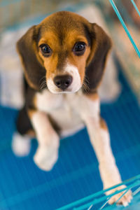 Close-up of beagle dog