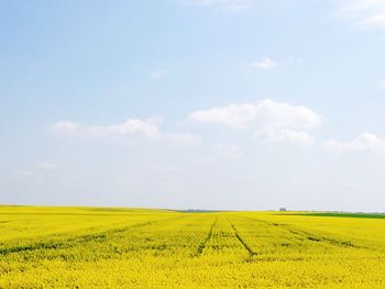 Scenic view of field against sky