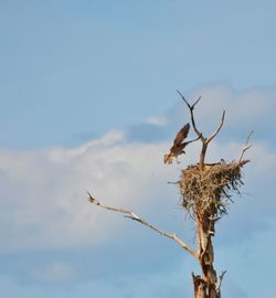 Low angle view of dead tree against sky