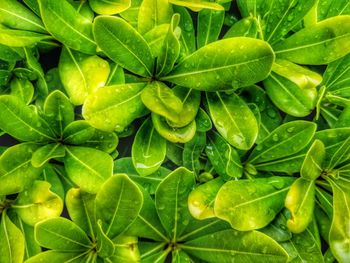 Full frame shot of water drops on leaves