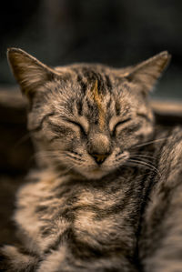 Close-up of cat sleeping