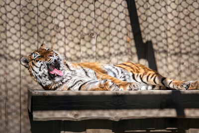 Cat sitting in cage at zoo