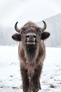 Portrait of sheep standing on snow field